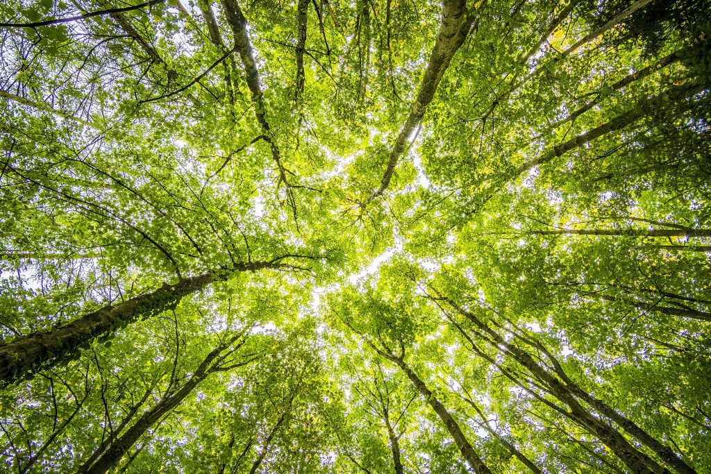 Focus sur les forêts éco-gérées